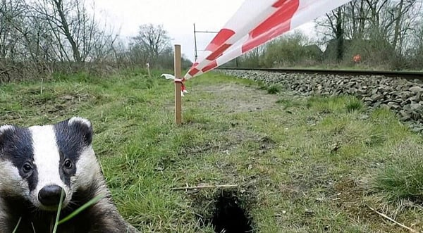 بجوؤں کی کھودی گئی سرنگوں نے ریل گاڑیوں کا نظام مفلوج کردیا