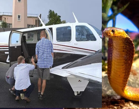 بھارتی طیارے میں دوران پرواز بچھو نکل آیا، خاتون کو ڈس لیا