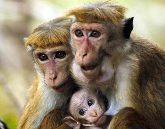 مالی مشکلات کا شکار سری لنکا، چین کو ایک لاکھ بندر فروخت کرے گا