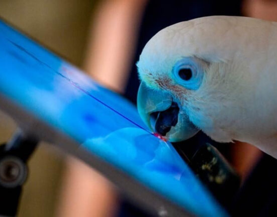 اب طوطے بھی ویڈیو کال کرنے لگے