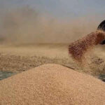 گندم کی نئی ریزرو قیمت کا اعلان،فی من قیمت کتنی مقرر؟