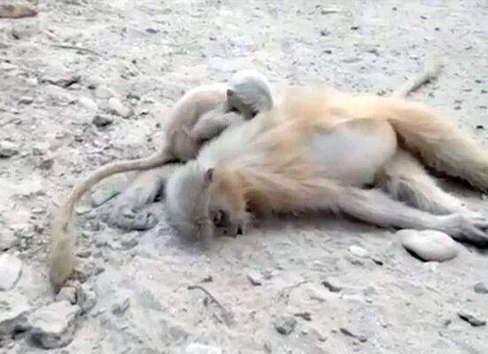 بھارتی ریاست یوپی میں چالیس سے زائد بند ر مردہ حالت میں پائے گئے