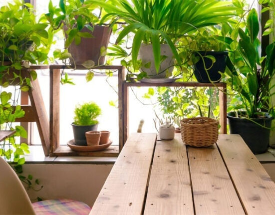 کھجور کھائیں، صحت مند اور توانا رہیں