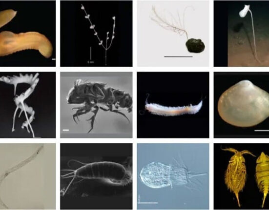 بحرالکاہل کی عمیق گہرائیوں سے 5000 سے زائد آبی حیات دریافت