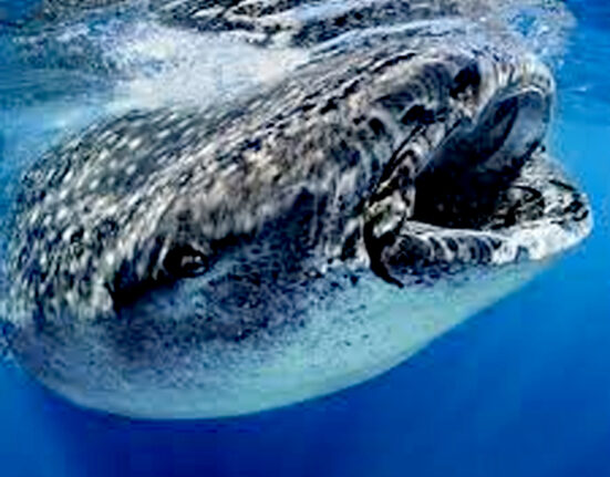 مبینہ روسی ’جاسوس وھیل‘ سویڈن جا پہنچی