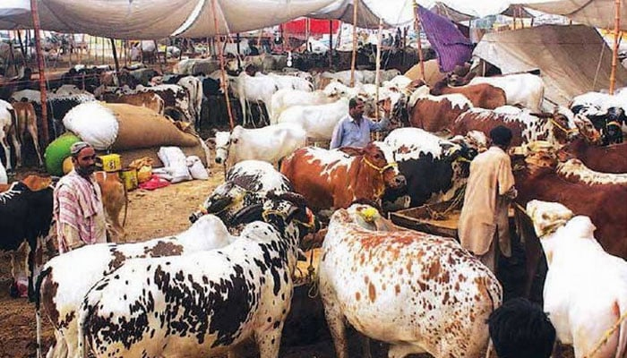 مویشی منڈیوں میں جانوروں کی قیمتیں آسمان سے باتیں کرنے لگیں