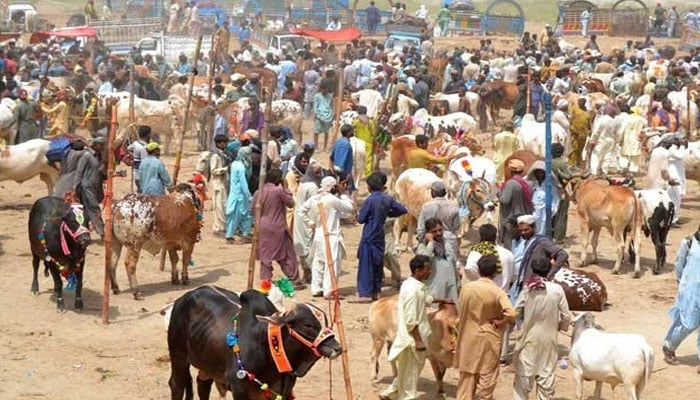 ملک بھر میں عیدالاضحیٰ کے تیسرے دن بھی قربانیوں اور دعوتوں کا سلسلہ جاری