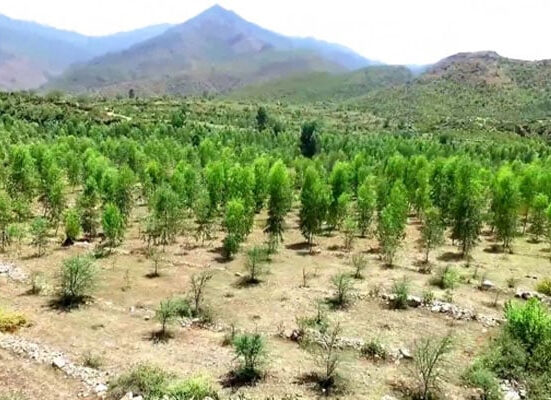 آئندہ بجٹ میں بلین ٹری سونامی منصوبہ جاری رکھنے کا فیصلہ