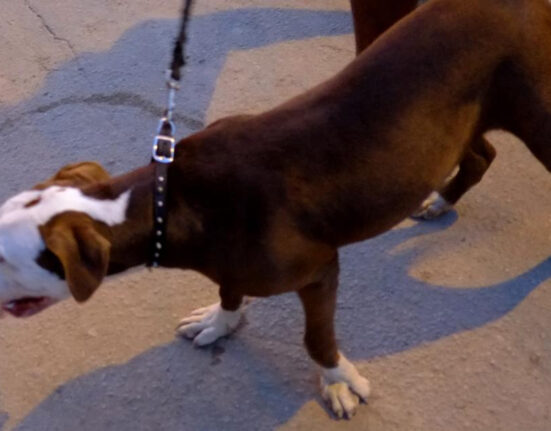 امریکی کتے نے کتیا سے لمبی زبان کا ریکارڈ چھین لیا