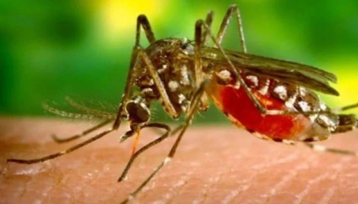 کراچی ، ملیریا کے مزید 19 کیسز رپورٹ