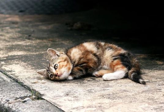 بھارت میں مہلک وائرس سے سینکڑوں بلیوں کی اموات