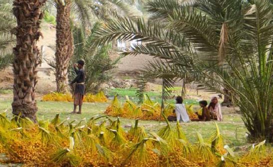 پاکستان کھجور پیدا کرنے والا دنیا کا پانچواں بڑا ملک بن گیا