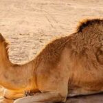 اونٹ کے آنسو سے سانپ کا زہر ختم ہو سکتا ہے؟حقیقت سامنے آگئی