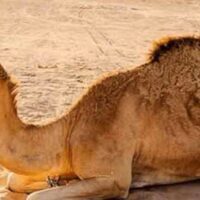 اونٹ کے آنسو سے سانپ کا زہر ختم ہو سکتا ہے؟حقیقت سامنے آگئی
