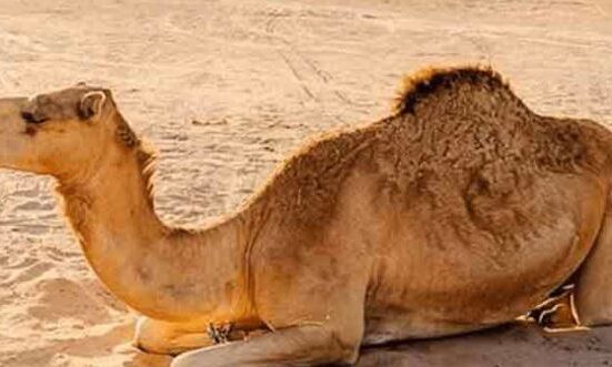 سکھر: کھیت میں گھسنے پر زمیندار کا اونٹنی پر وحشیانہ تشدد، ٹانگ توڑ دی