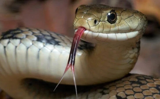 بیٹوں نے اپنے ہی باپ کو سانپ سے ڈسوا کر کیوں موت کے منہ میں دھکیل دیا؟ خبر پڑھ کر آپ کی آنکھیں نم اور دل لرز اٹھے گا