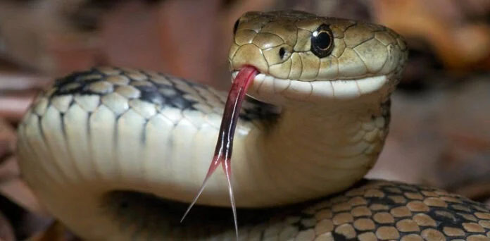 بیٹوں نے اپنے ہی باپ کو سانپ سے ڈسوا کر کیوں موت کے منہ میں دھکیل دیا؟ خبر پڑھ کر آپ کی آنکھیں نم اور دل لرز اٹھے گا