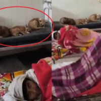 ہسپتالوں کے وارڈز میں چوہوں کے بعد کتوں کے ڈیرے