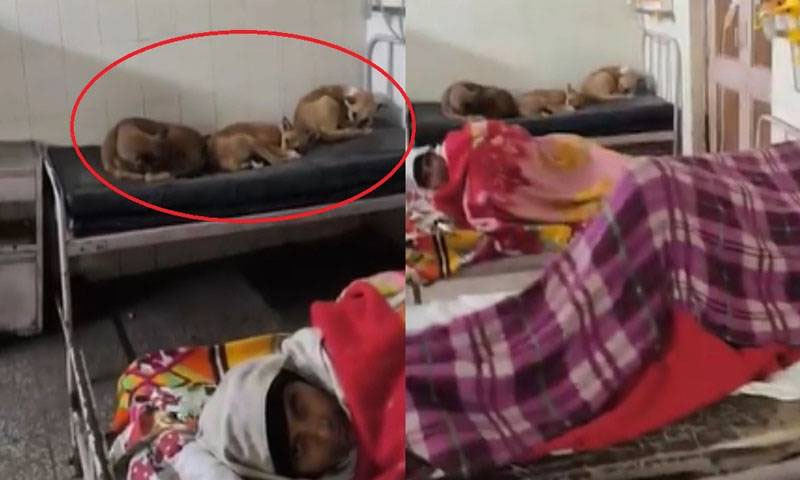 ہسپتالوں کے وارڈز میں چوہوں کے بعد کتوں کے ڈیرے