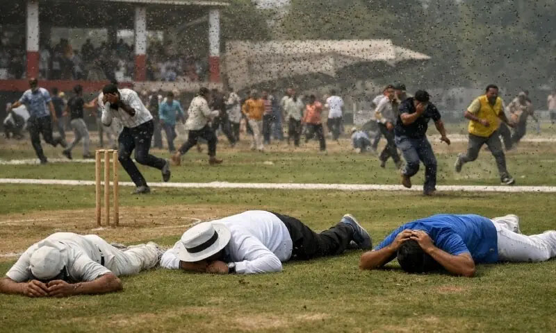 کرکٹ میچ کے دوران مکھیوں کا حملہ، امپائر ہلاک،خبر نے شائقین کو افسردہ کردیا