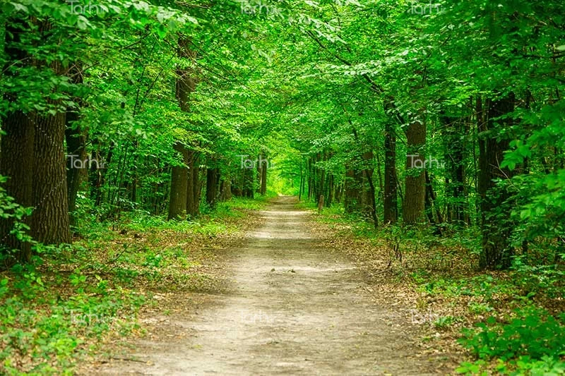 مارگلہ جنگل کی بحالی کا عزم! مریم نواز کا سرسبز پاکستان ویژن، ٹیکسلا میں شجرکاری مہم میں نوجوانوں کی بھرپور شرکت