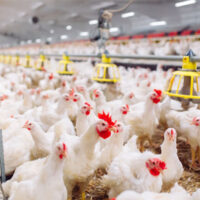 لوگ پریشان!رمضان سے قبل مرغی مہنگی،سرکاری نرخ بے اثر