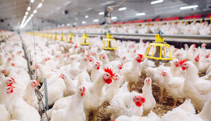 لوگ پریشان!رمضان سے قبل مرغی مہنگی،سرکاری نرخ بے اثر