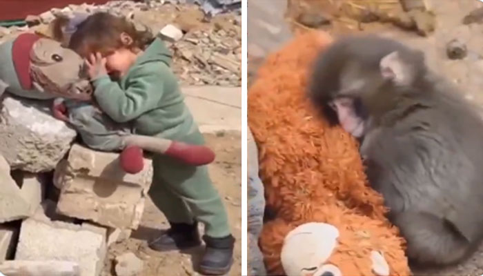 بندر کے آنسو پر دنیا رو دی۔۔۔ مگر غ ز ہ کی بچی پر خاموشی کیوں؟دلخراش ویڈیو نے دنیا کو آئینہ دکھا دیا