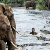 ہاتھیوں سے بچنے کیلیے دریا میں کودنے والے شخص کا سامنا مگرمچھ سے ہوگیا، پھر کیا ہوا؟