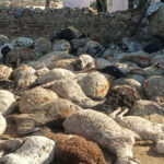 موسیٰ خیل: آسمانی بجلی کرنے سے 65 دنبے ہلاک