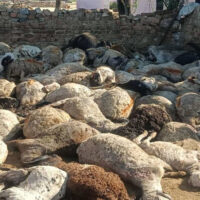 موسیٰ خیل: آسمانی بجلی کرنے سے 65 دنبے ہلاک