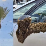 ”پہلے کوے اب مکھیاں، اسرائیل پر خدا کا قہر“ اسرائیل کے مختلف شہروں پر لاکھوں شہد کی مکھیوں کا حملہ، ہوائی جہاز ناکارہ