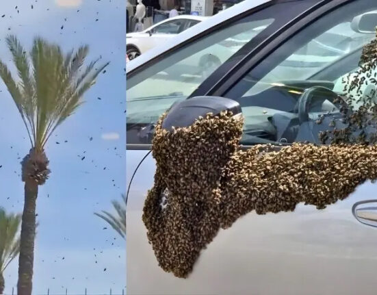 ”پہلے کوے اب مکھیاں، اسرائیل پر خدا کا قہر“ اسرائیل کے مختلف شہروں پر لاکھوں شہد کی مکھیوں کا حملہ، ہوائی جہاز ناکارہ
