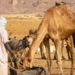 کنویں کا پانی موت کا سبب بن گیا، کنویں کے پانی پر لڑائی میں 42 افراد جاں بحق، متعدد زخمی