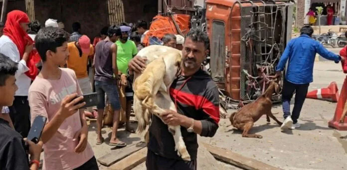 بکروں سے بھرا ٹرک الٹ گیا، لوگ زخمیوں کی مدد کے بجائے بکرے لوٹتے رہے!