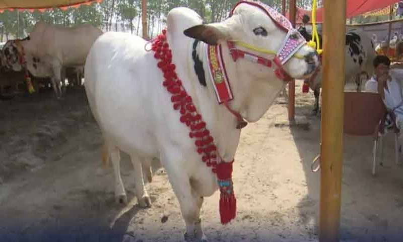 کل کے میزبان آج مہمان ،عیدالاضحیٰ کے دوسرے روز بھی قربانی کا سلسلہ جاری