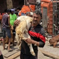 بکروں سے بھرا ٹرک الٹ گیا، لوگ زخمیوں کی مدد کے بجائے بکرے لوٹتے رہے!