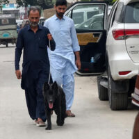 وسیم اکرم کا لاپتا کتا مل گیا، اطلاع دینے والے 2 افراد کو 250,000 روپے انعام