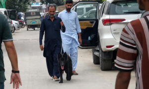 وسیم اکرم کا لاپتا کتا مل گیا، اطلاع دینے والے 2 افراد کو 250,000 روپے انعام