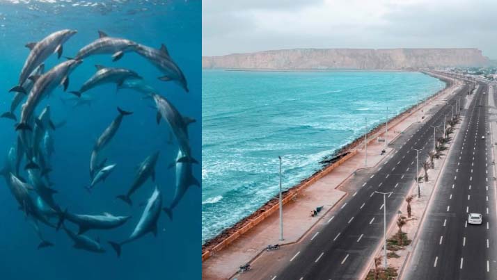نایاب ڈولفنزگوادر