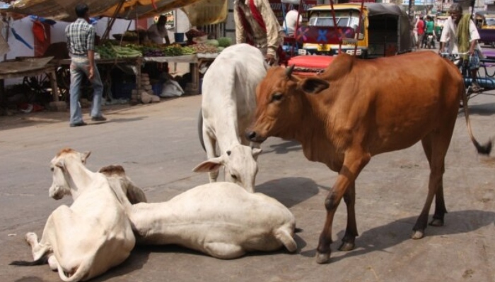 گائے ذبح